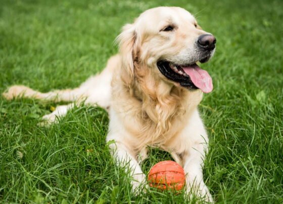 Esses são os lugares que os cães mais gostam de receber carinho