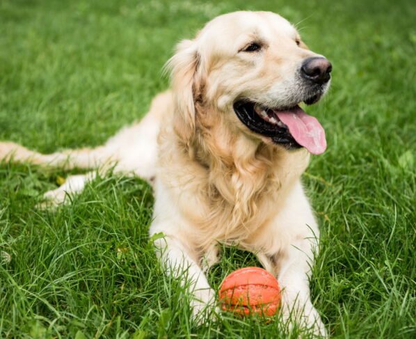 Esses são os lugares que os cães mais gostam de receber carinho