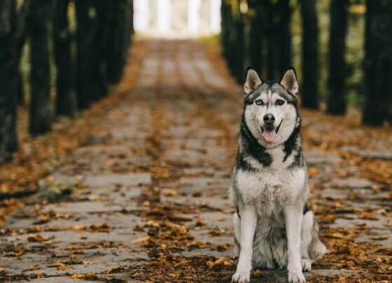 Veja quais cachorros não precisam de abrigo extra durante o frio