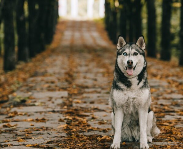 Veja quais cachorros não precisam de abrigo extra durante o frio