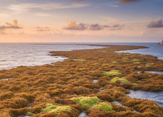 Cientistas alertam para uma faixa castanha do tamanho de um continente que se formou no oceano Atlântico Não é um bom sinal